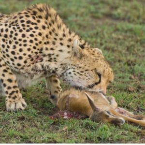 Cheetah Eating