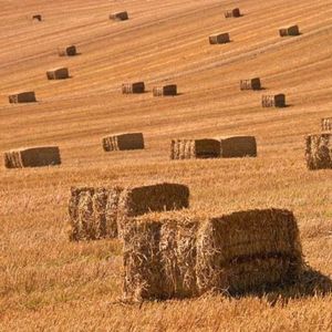 Hay bales in square shapes