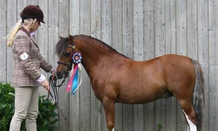 How Much Does A 12 Hand Pony Weigh