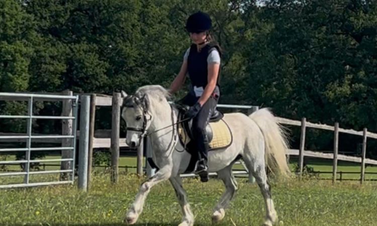 How Much Does A 12hh Pony Weigh