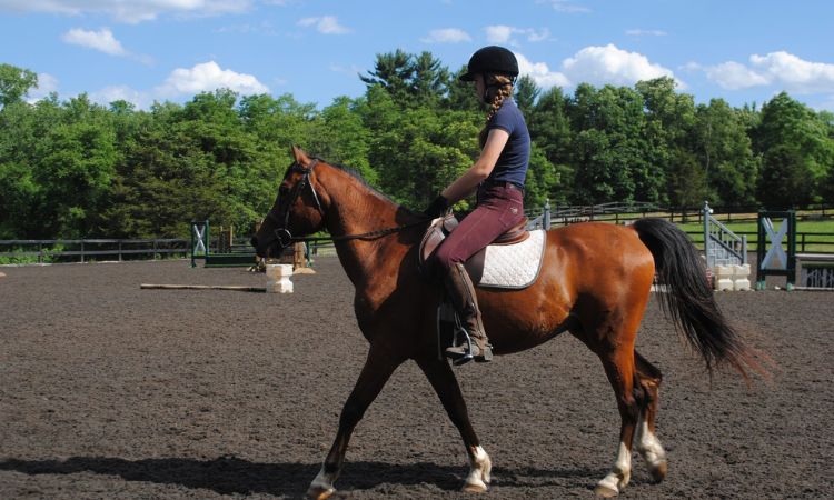 How Much Does A 13 Hand Pony Weigh