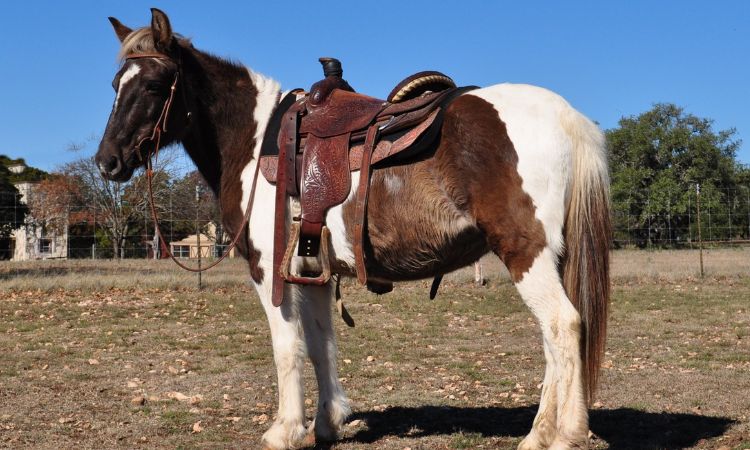 How Much Does A 13hh Pony Weigh