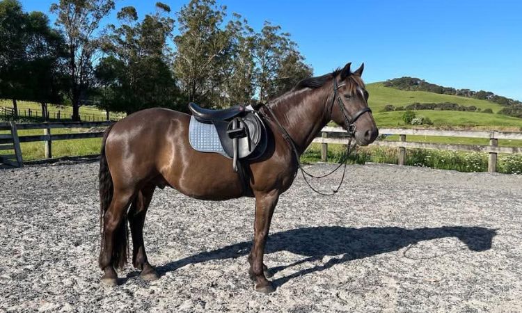 How Much Does A 14.2 Pony Weigh