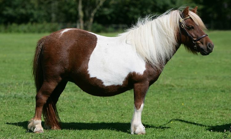 How Much Does a Shetland Pony Weigh