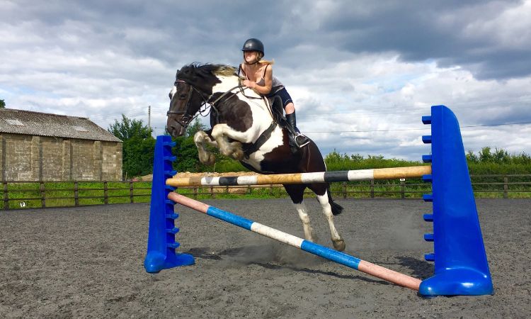 How Much Does a 13.2 Pony Weigh