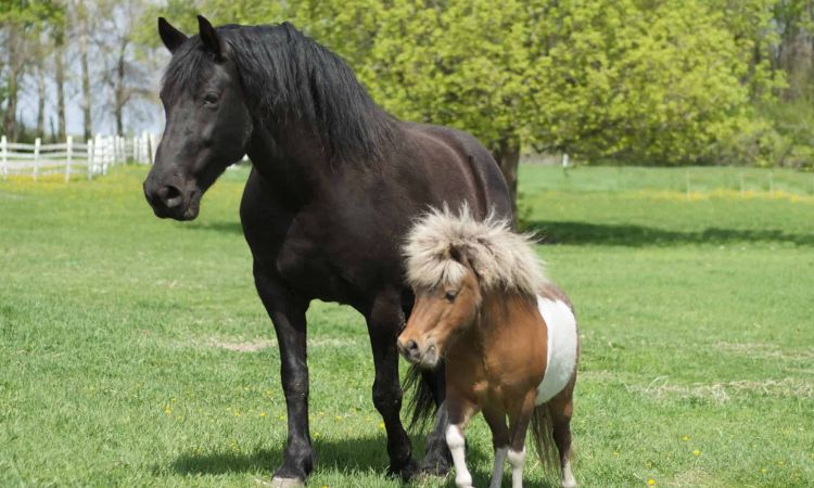 How Much Does a Mini Pony Weigh