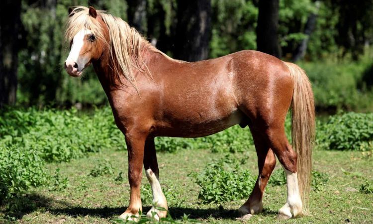 How Much Does a Pony Weigh