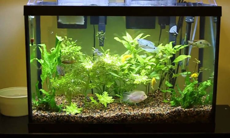 How Much Does A 20 Gallon Tank Weigh