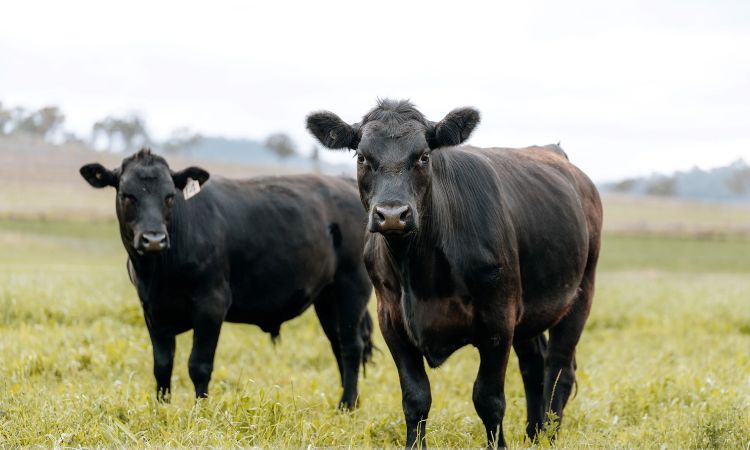 How Much Does A Beef Cow Weigh