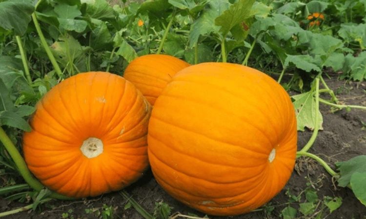 How Much Does A Big Pumpkin Weigh