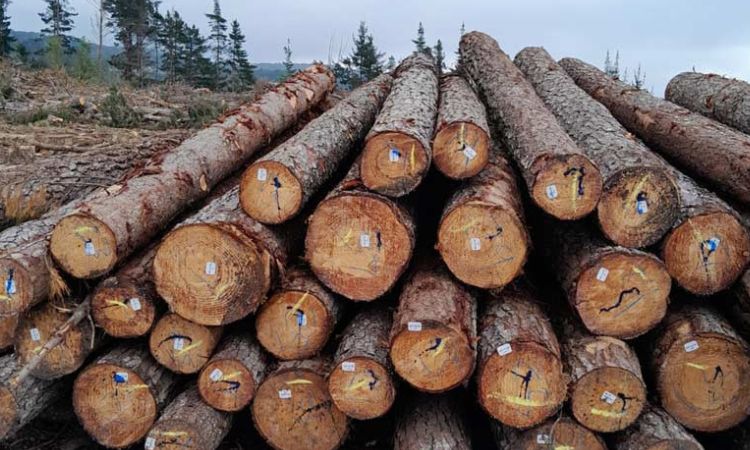How Much Does A Load of Pine Logs Weigh?