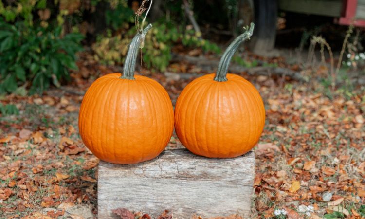 How Much Does A Medium Pumpkin Weigh