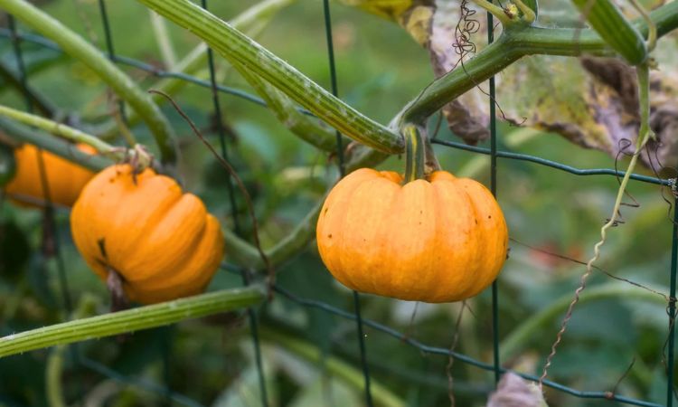How Much Does A Small Pumpkin Weigh