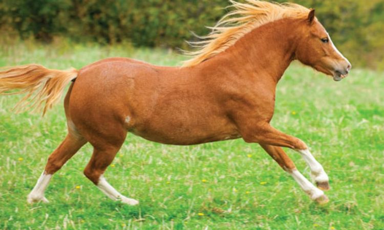 How Much Does A Welsh Pony Weigh