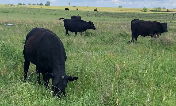 How Much Does Half A Cow Weigh