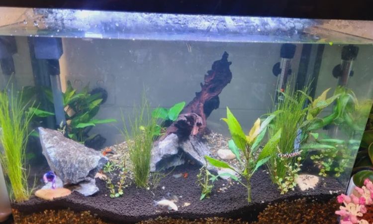 How Much Does a 20 Gallon Tank Weigh with Water