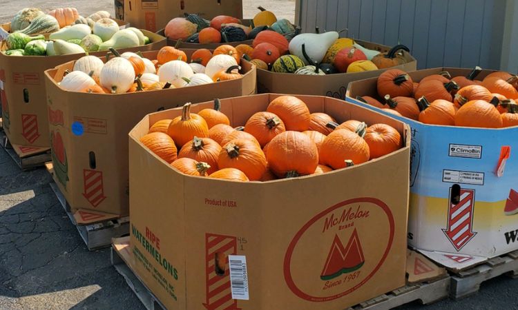 How Much Does a Bin of Pumpkins Weigh