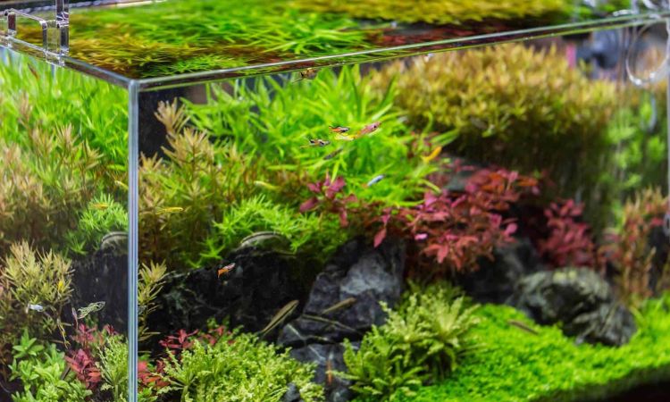 How Much Does a Full 20 Gallon Fish Tank Weigh