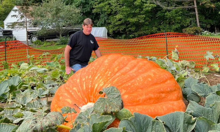 How Much Does a Giant Pumpkin Weigh