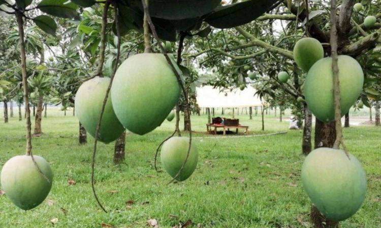 How Much Does a Large Mango Weigh