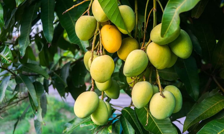 How Much Does a Mango Weigh