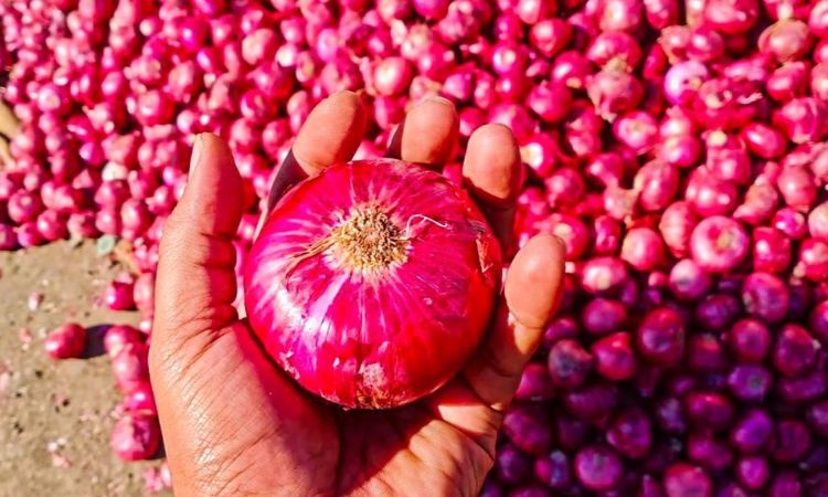 How Much Does a Medium Red Onion Weigh