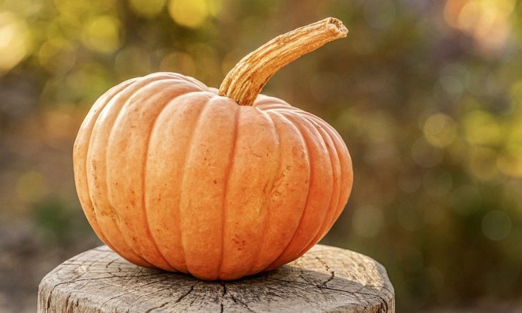 How Much Does a Pumpkin Weigh