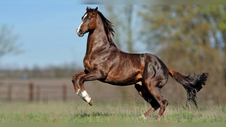 How Much Does A Quarter Horse Weigh: Essential Facts Revealed